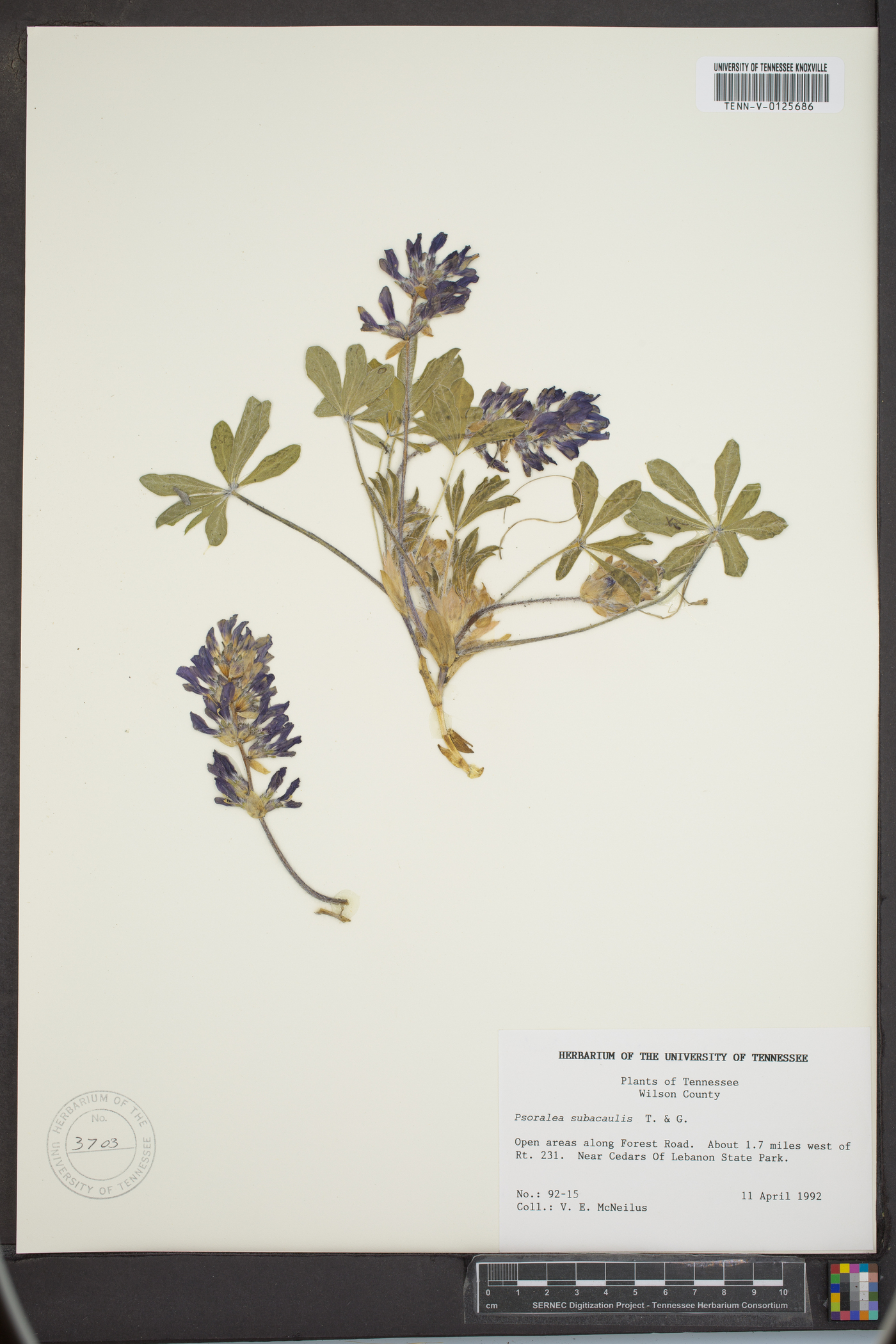 Psoralea subacaulis image