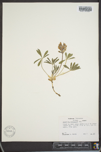 Psoralea subacaulis image