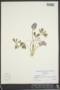 Psoralea subacaulis image