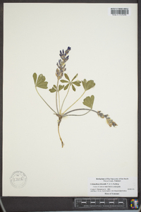 Psoralea subacaulis image