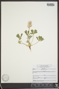 Psoralea subacaulis image