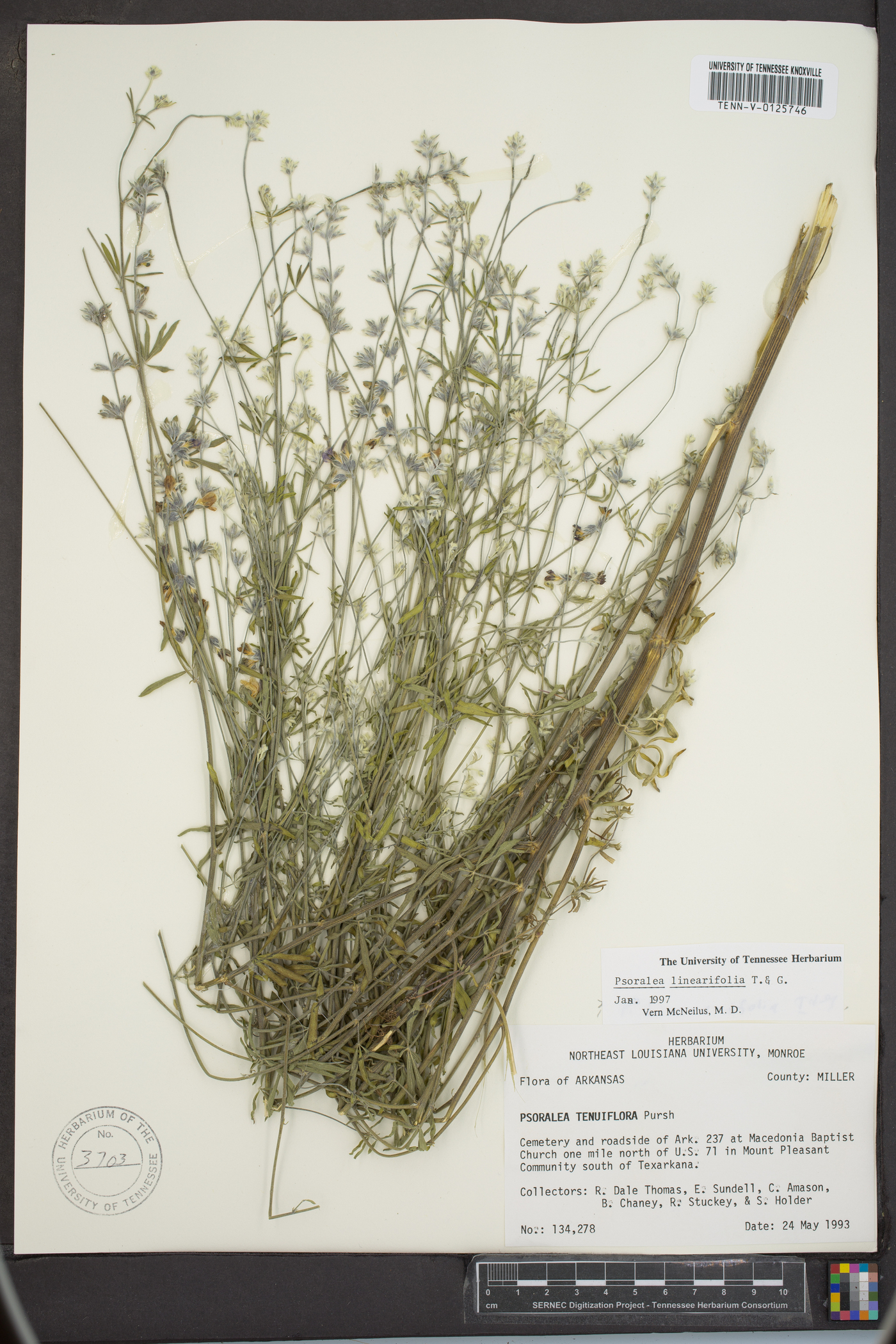 Pediomelum linearifolium image