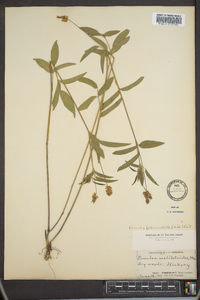 Orbexilum pedunculatum image