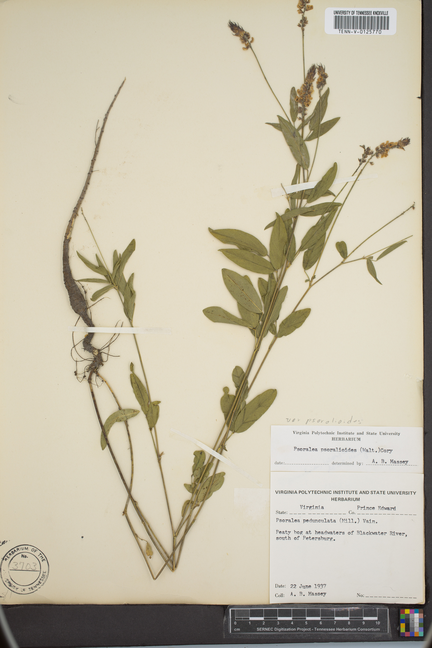 Orbexilum pedunculatum var. psoralioides image