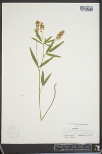 Pediomelum tenuiflorum image