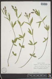 Orbexilum pedunculatum image