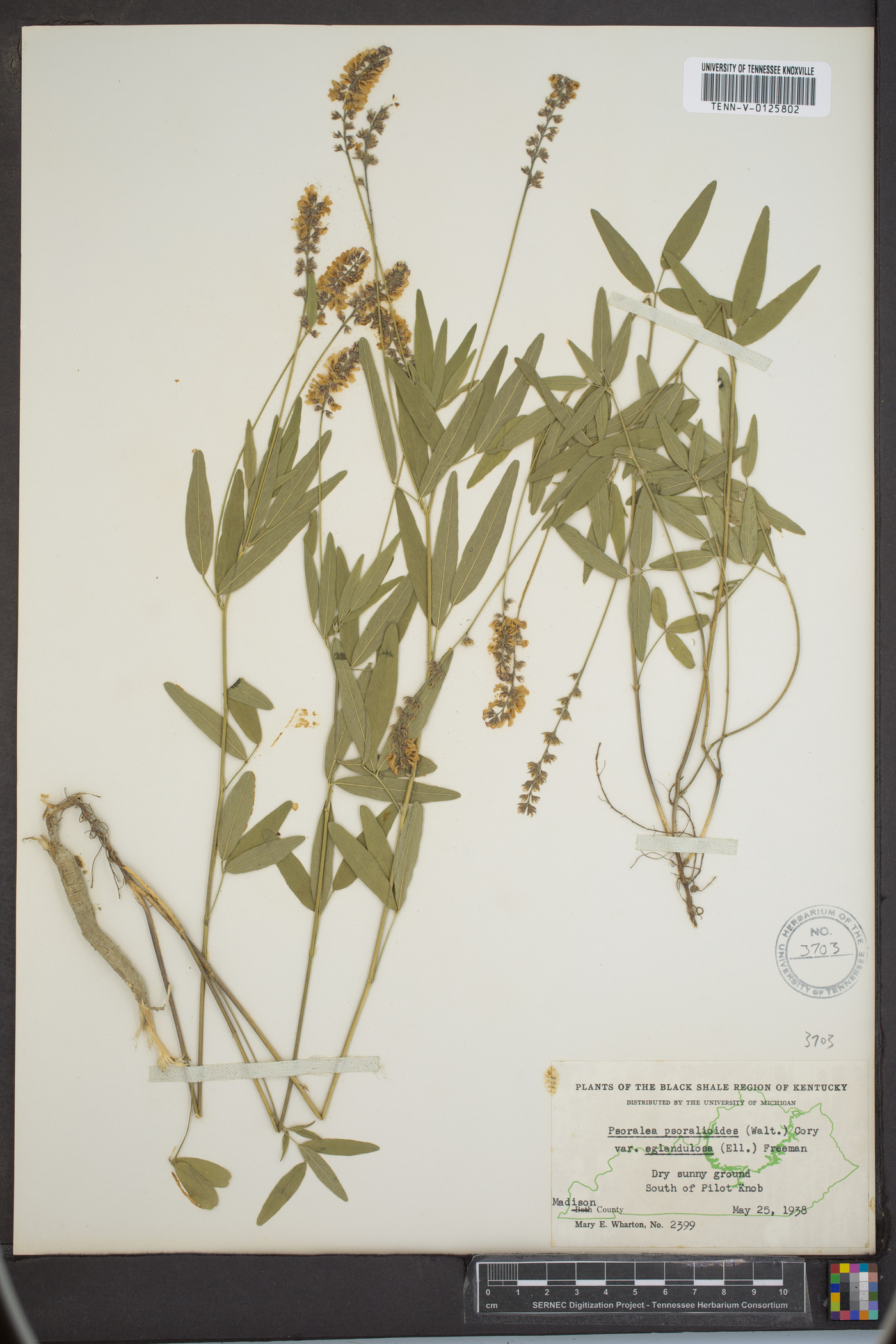 Orbexilum pedunculatum var. psoralioides image