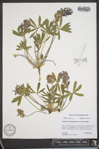 Psoralea subacaulis image