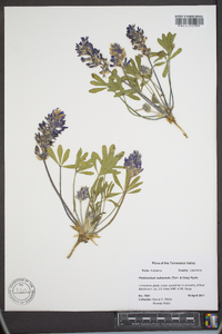Psoralea subacaulis image
