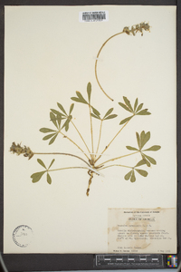 Psoralea subacaulis image