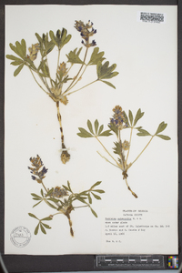 Psoralea subacaulis image