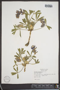 Psoralea subacaulis image