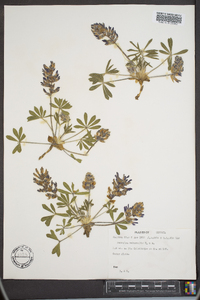 Psoralea subacaulis image