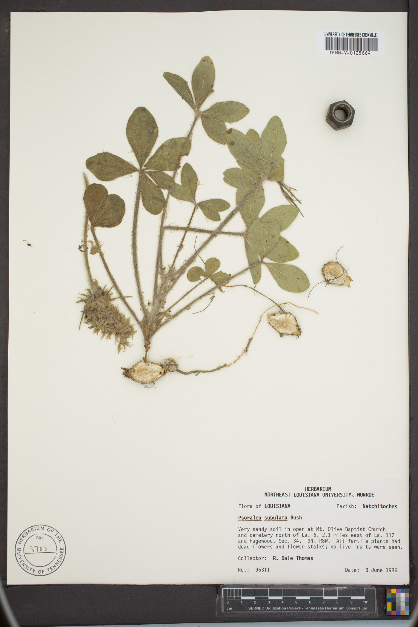 Psoralea subulata image