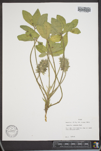 Psoralea subulata image