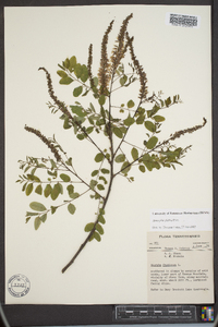 Amorpha glabra image