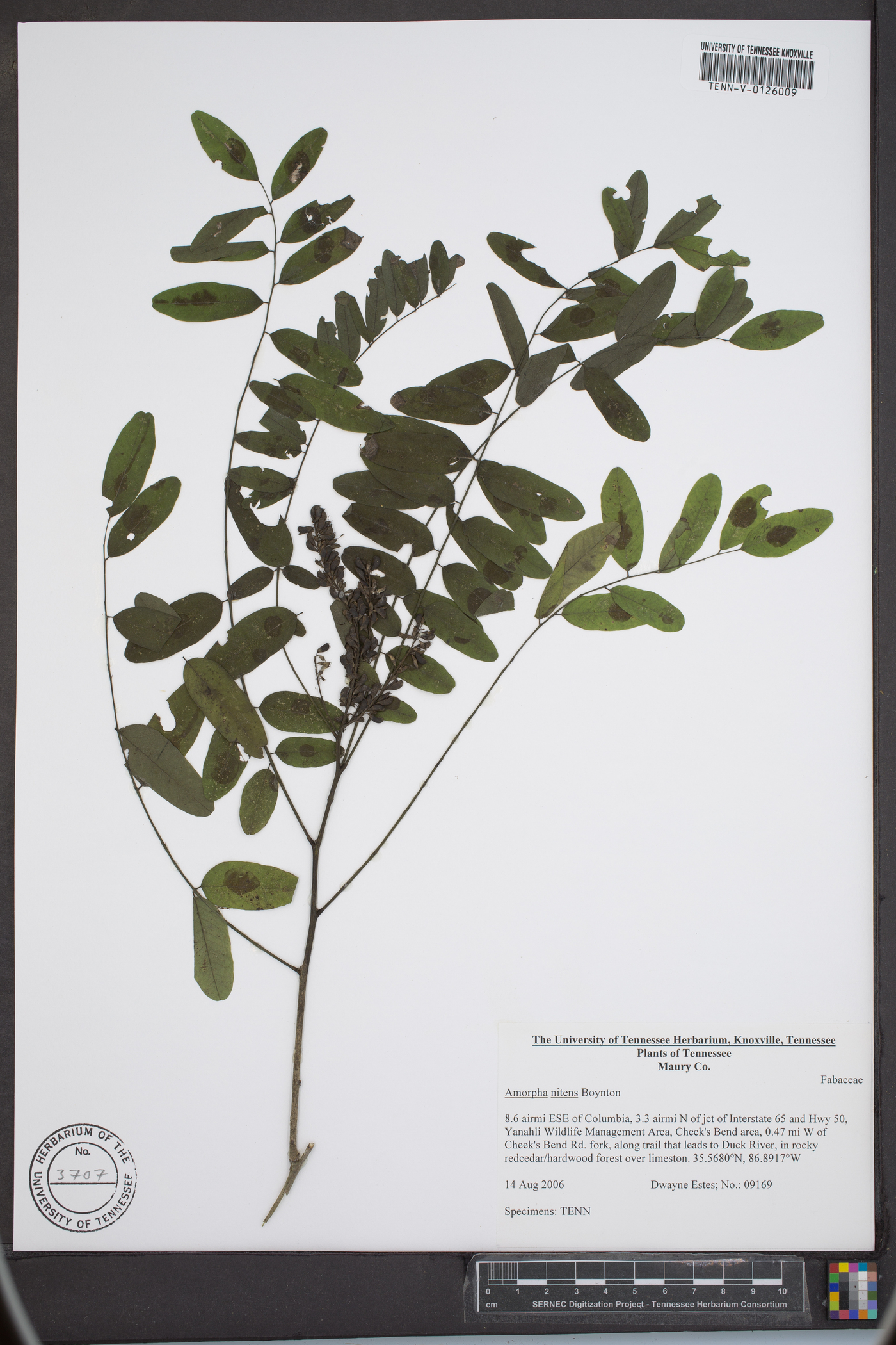 Amorpha nitens image