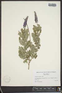 Amorpha canescens image