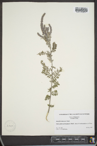 Amorpha canescens image