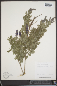 Amorpha canescens image