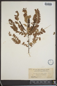 Amorpha floridana image