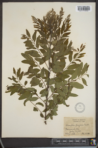 Amorpha fragrans image