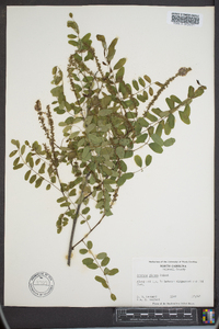 Amorpha glabra image