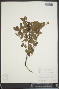 Amorpha ouachitensis image