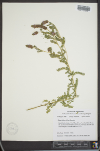 Dalea foliolosa image