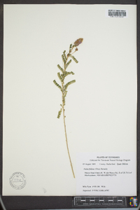 Dalea foliolosa image