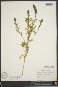 Dalea foliolosa image