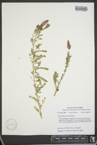 Dalea foliolosa image