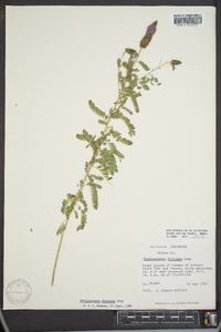 Dalea foliolosa image