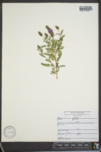 Dalea foliolosa image