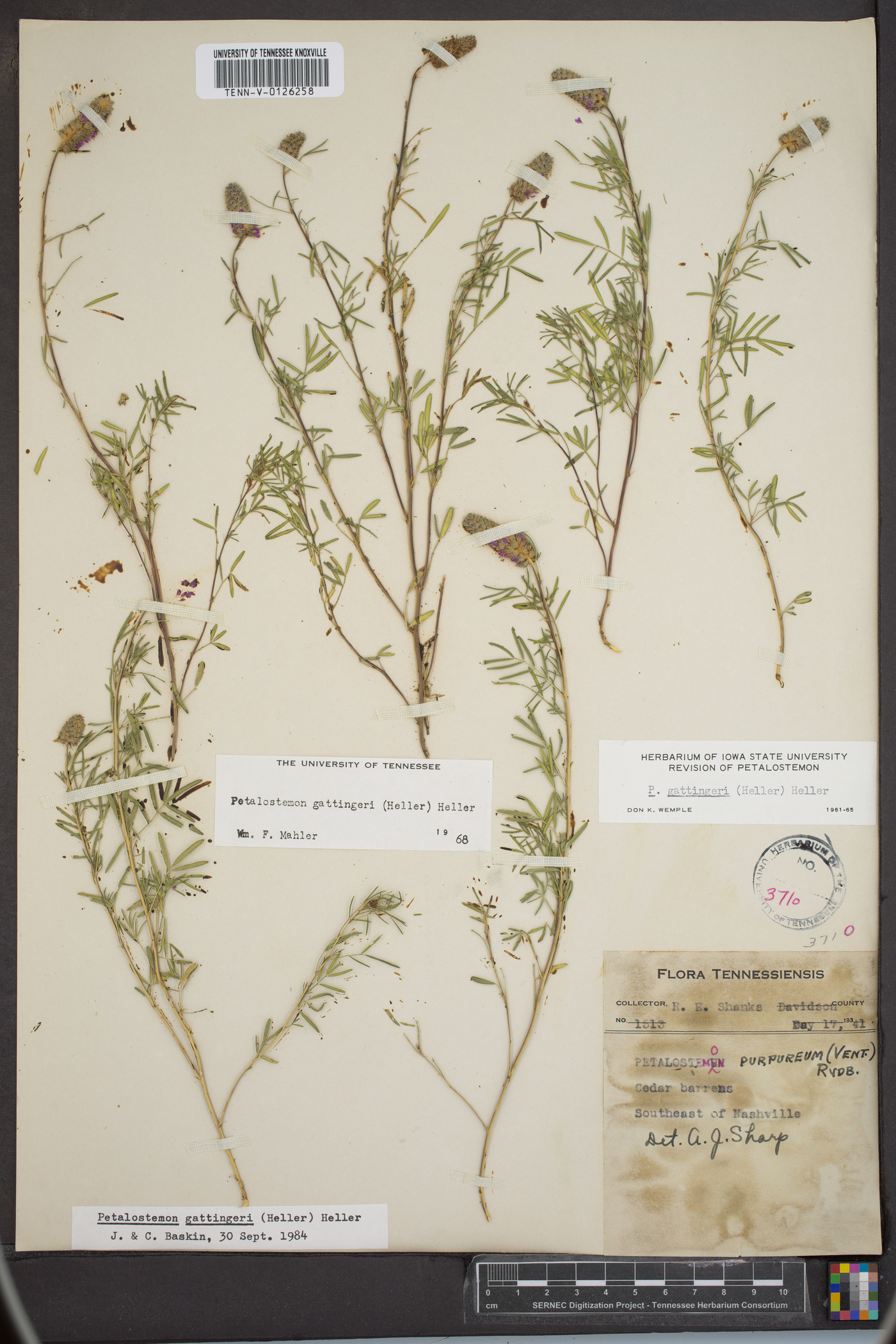 Dalea gattingeri image