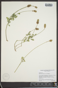 Dalea emarginata image