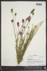 Dalea purpurea image