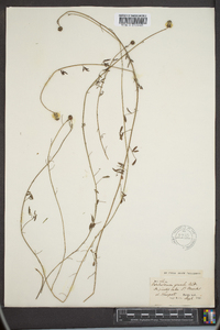 Petalostemon gracile image