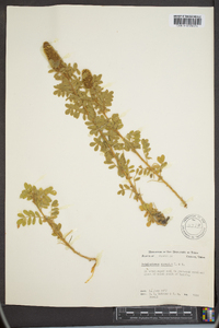 Dalea obovata image