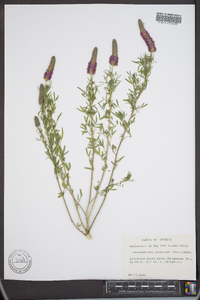 Petalostemon purpureum image