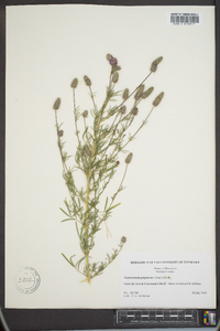 Petalostemon purpureum image
