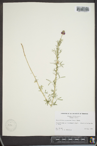 Petalostemon purpureum image