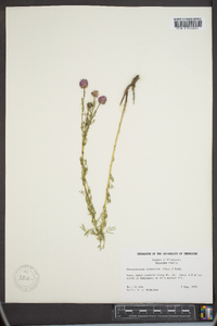 Petalostemon purpureum image