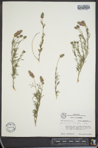 Dalea tenuifolia image