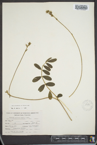 Tephrosia spicata image