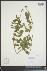 Tephrosia spicata image