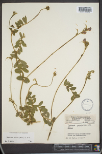 Tephrosia spicata image