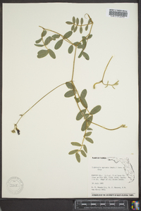 Tephrosia spicata image