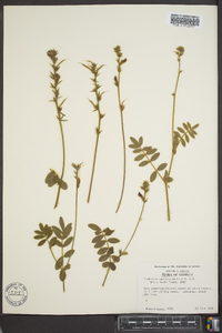 Tephrosia spicata image