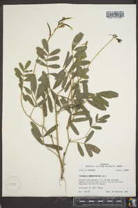 Tephrosia onobrychoides image